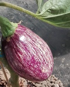 Aubergine